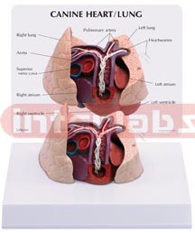 Canine Heart Lung